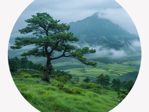 Mushrooms For Life Reishi Spóry (Lesklokorka lesklá)